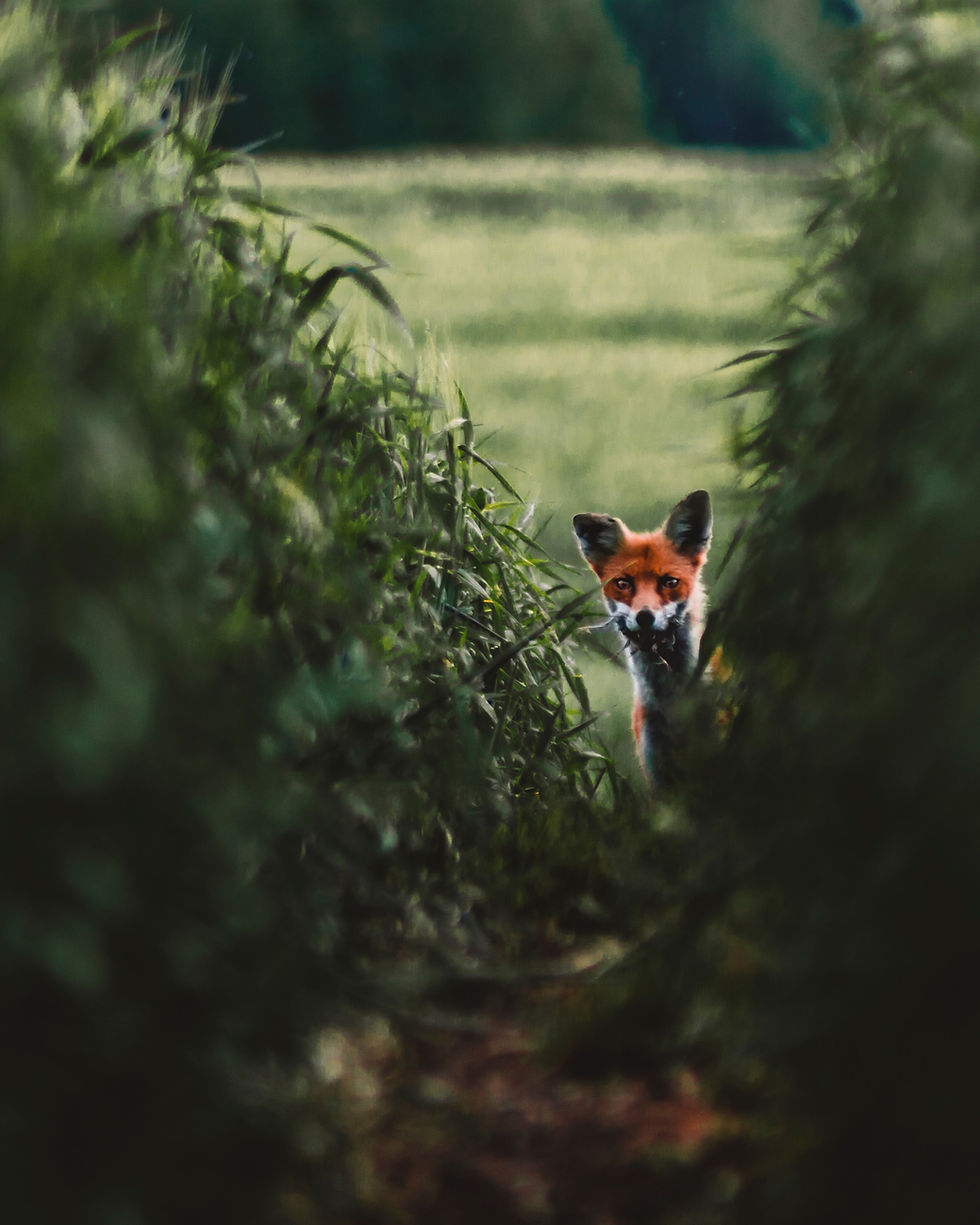 fox peaking from tall grass