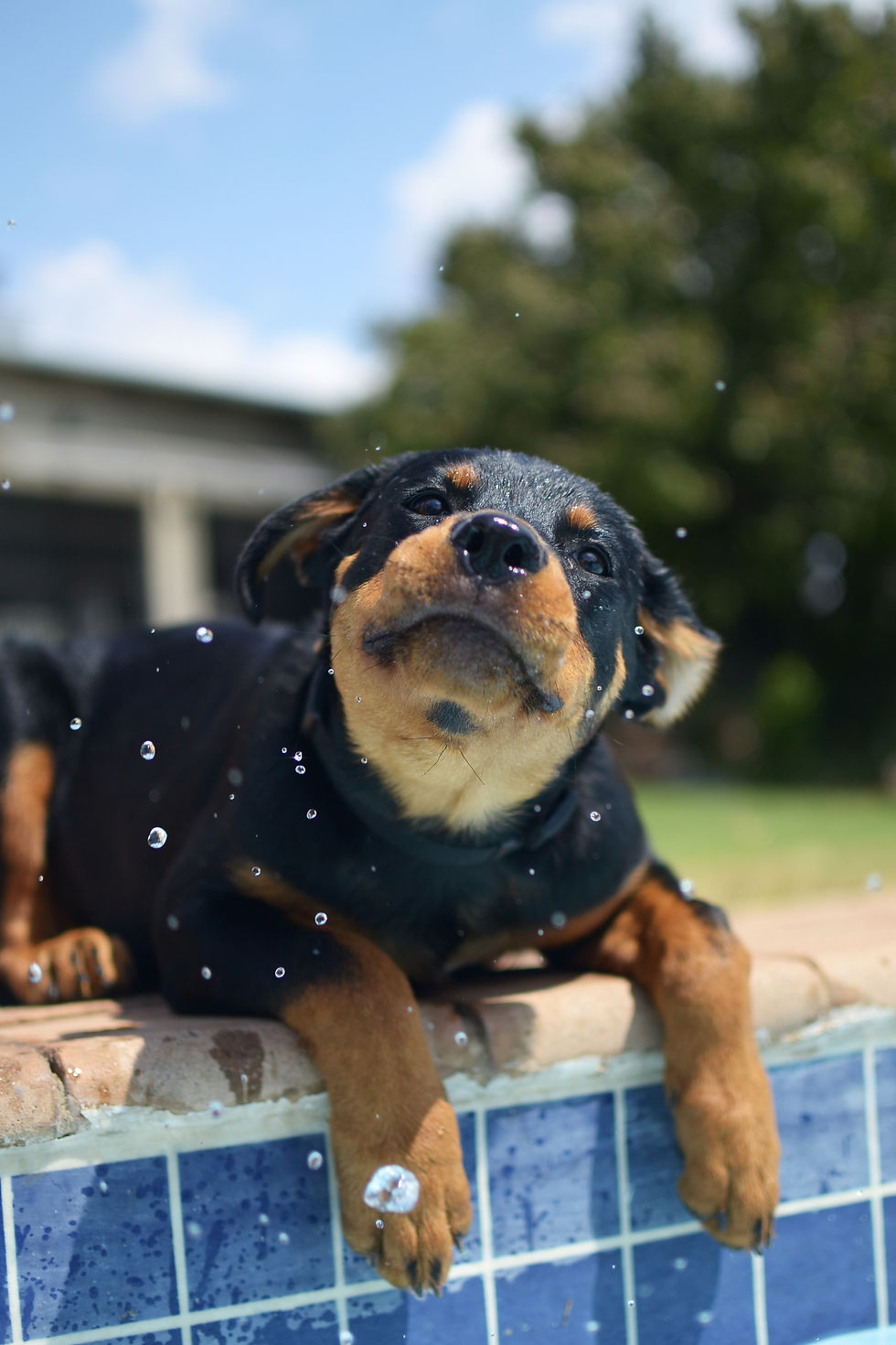 De complete gids voeding rottweiler
