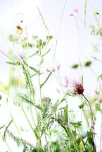 Image by Katrin Hauf