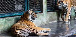 A Tiger in the Zoo