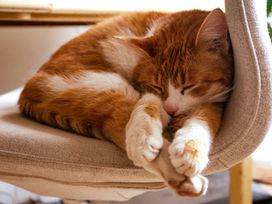 Why Cats Benefit From Drop-In Visits (Even If They Seem Independent)