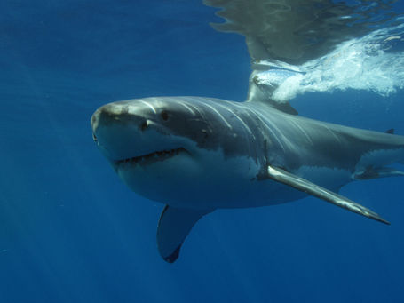 Morro Bay Shark Attacks (2025 Report)