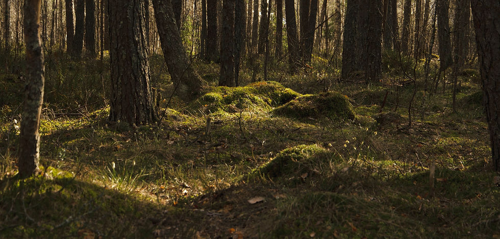 Image by stpn bkv
