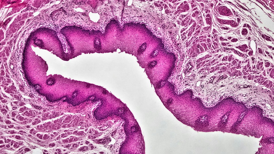 Image by Bioscience Image Library by Fayette Reynolds