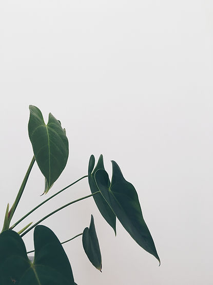 Image by Ricardo da Silva