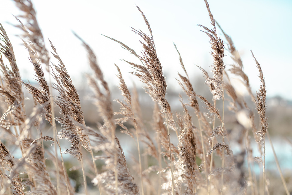 4 Efficient Ways of Removing Pampas Grass from Your Garden