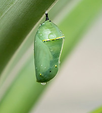 Image by William Warby