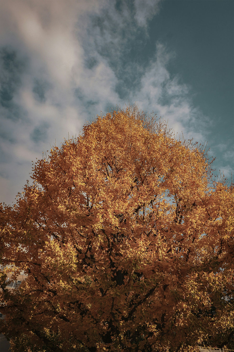Thumbnail: Ginko (Ginko biloba)