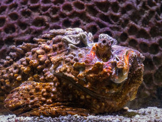 Poisson pierre Tahiti