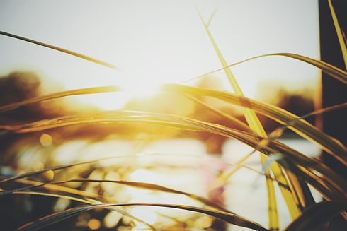 Image by Jodie Walton