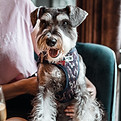 Billede af Sebastian Coman Travel