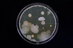 Mold Testing