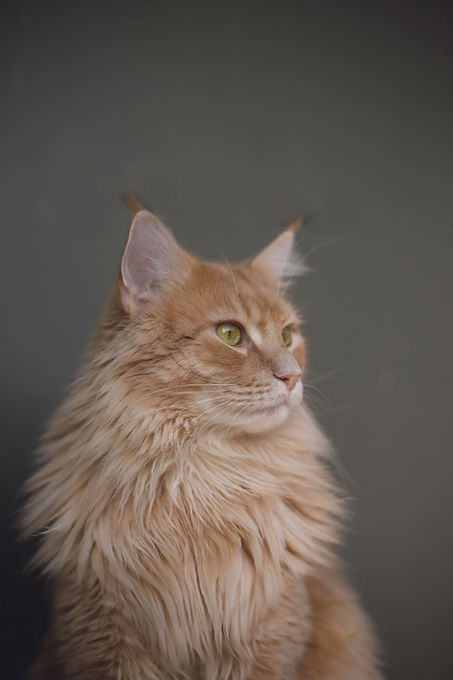 Image by Zoë Gayah Jonker
