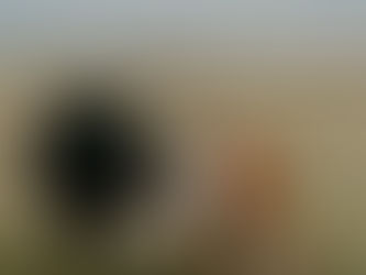 Market Report - Special Cow Sale