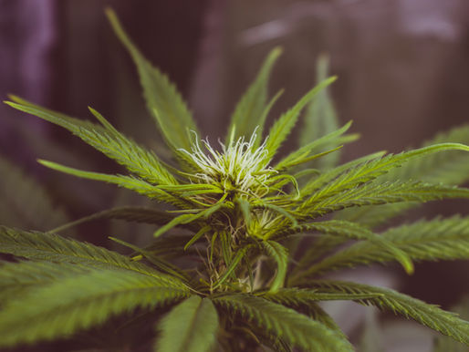 The Top 5 Health Benefits of CBD