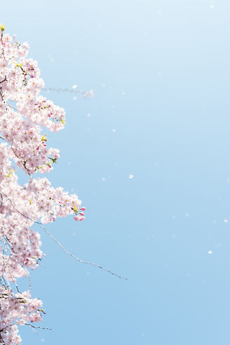 Image by Masaaki Komori