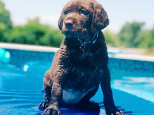 Wet brown Labrador puppy sits on blue pool float, surrounded by water. Sunny day, blurred green trees in background, playful and calm mood.
