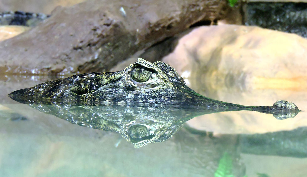 SPECTACLED CAIMAN