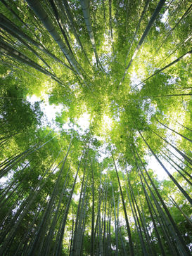 Вопрос: Есть ли побочные эффекты от употребления каннабиса?