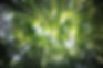 Wald / Image by kazuend