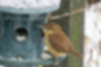 Jenny Wren on a bird feeder in winter