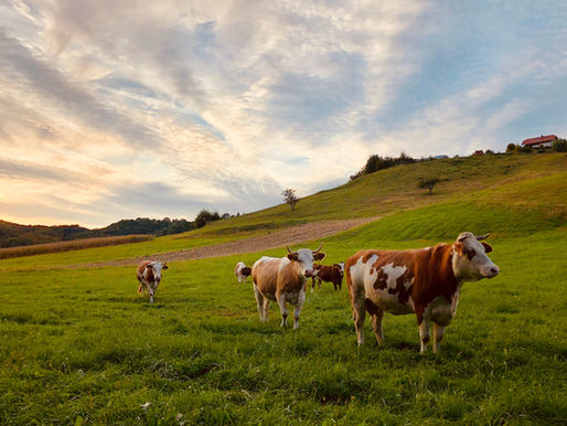 Histoire de Vache !