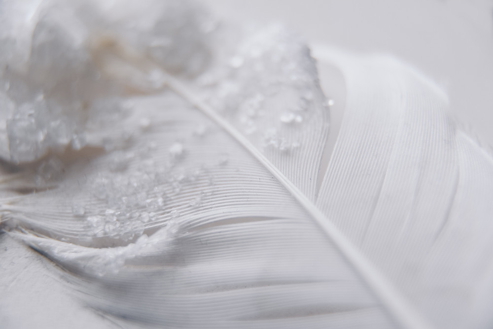 white feather