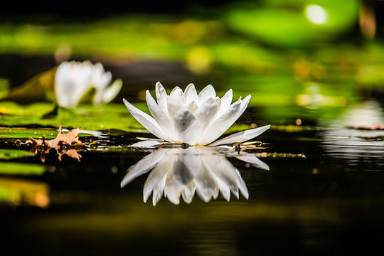 Image by Michele Guan