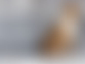 İstanbul Sokak Hayvanları Besleme Yasağı: Hukuki ve Vicdani Gerçekler Neler?