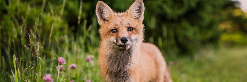 Image by Scott Walsh