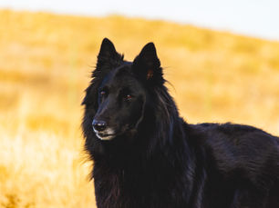 Le Groenendael