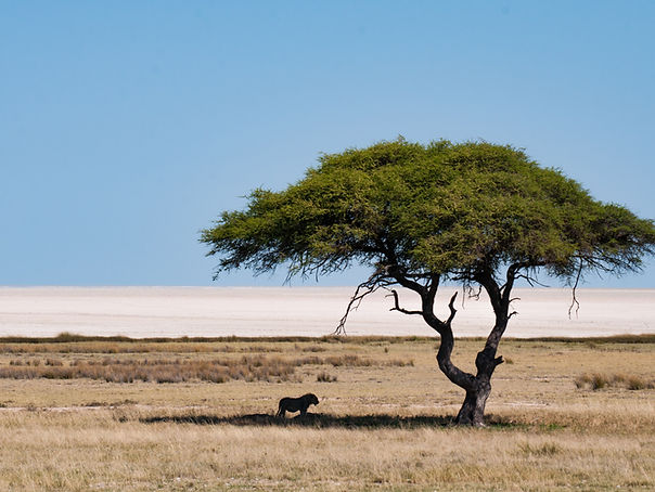 autotour namibie en famille