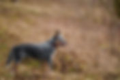 Australian Cattle Hund (Blue Heeler – Red Heeler): Vollständiger Rasseführer, Preis und Pflege
