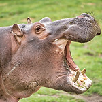 Image by Stefan Steinbauer