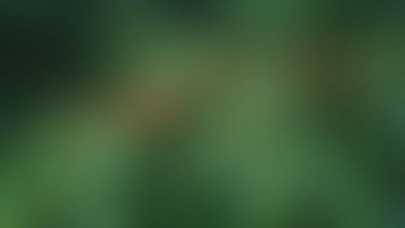 Türkiyede Kahve Yetişir Mi