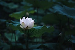 full life green healthy eternal