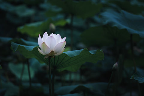 Image by cheng feng