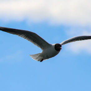 Birdwatching for peace of mind