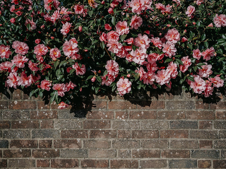 Image by Annie Spratt