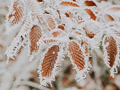 Protect crops against frost