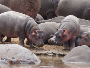 Hippos living in the Mississippi River?