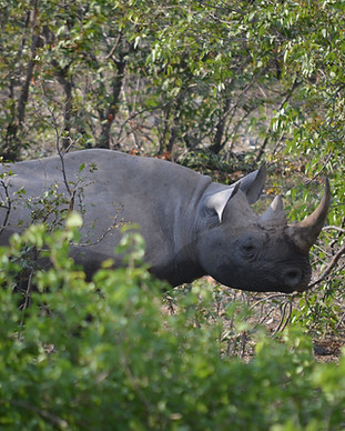 Desert rhino Damaraland