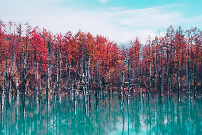 Image by Jarrett Kow