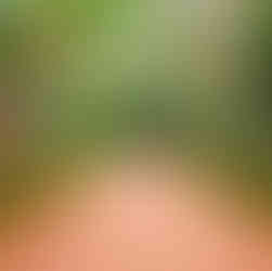 Massif, pelouse, potager et haie de jardin