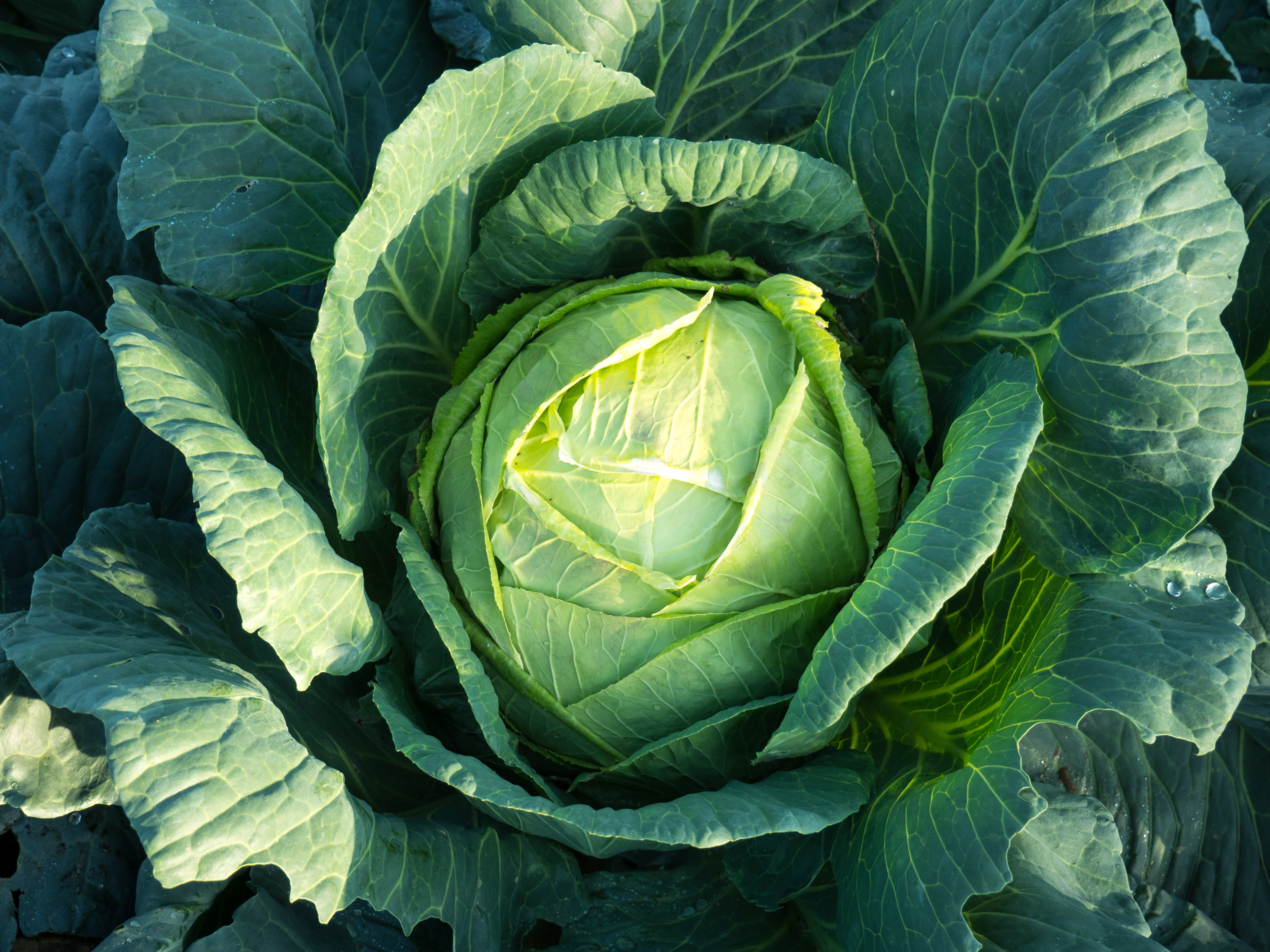 Fresh Kenyan Cabbage
