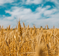 Image of wheat in a field