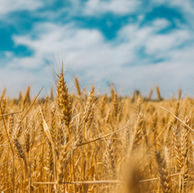 Lammas - Harvest