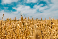 Harvest - Lammas