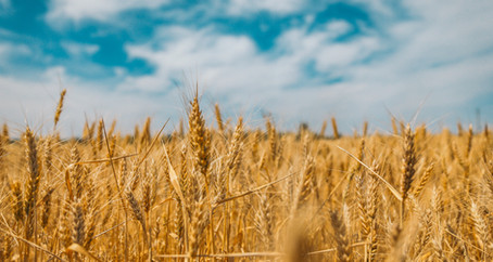Wheat