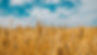 Close up of wheat in a field